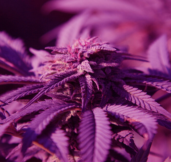 Purple Punch est une variété de purple marijuana composé à 80 % d'indica et à 20 % de sativa et contient des taux de THC de 18 à 20 %. Nous vous en parlons dans cet article!