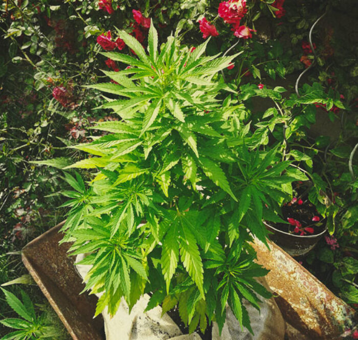 El cannabis es una especie botánica perteneciente a la familia de las Cannabáceas, proverbialmente conocida y apreciada porque produce todas las sustancias alucinógenas que componen la marihuana y sus derivados.