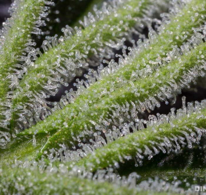 Les trichomes ne sont pas uniquement présents sur la plante de cannabis mais sur un grand nombre d’autres végétaux terrestres et quelques algues.