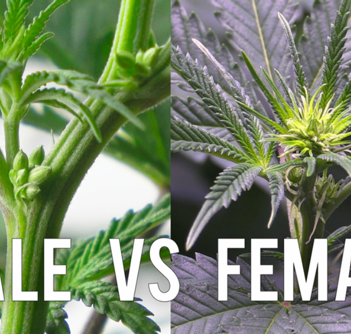 Le cannabis appartient à une minorité d'espèces qui sont dioïques par nature, c’est-à-dire elles produisent des plantes mâles et femelles distinctes.