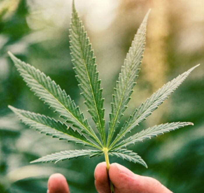 Bien que tout le monde connaisse l'aspect général des feuilles de cannabis, elles ne sont pas toutes identiques. Elles ont tendance à varier en fonction de la variété à laquelle elles appartiennent.