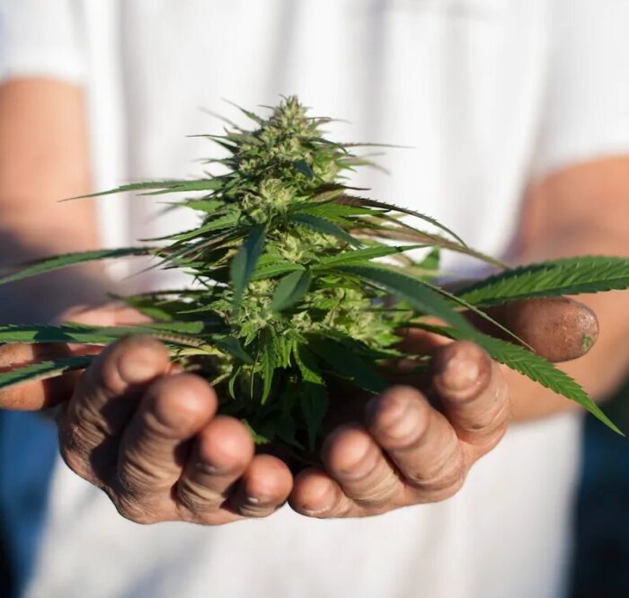 Le cannabis le guide ultime