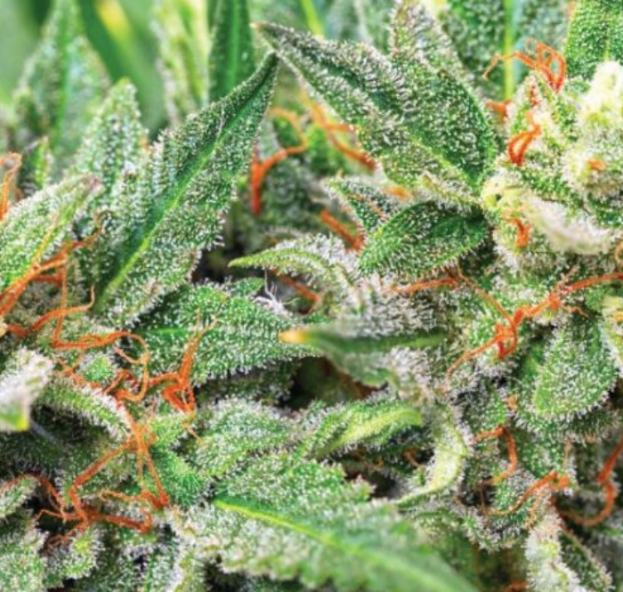 In this article we will find out everything about Mango Haze, what its effects are and how to grow it in order to get a good herb, giving a satisfying and truly satisfying experience.