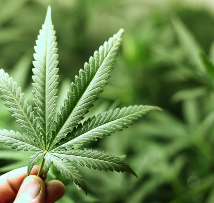 Marijuana legale: dove comprarla, come coltivarla