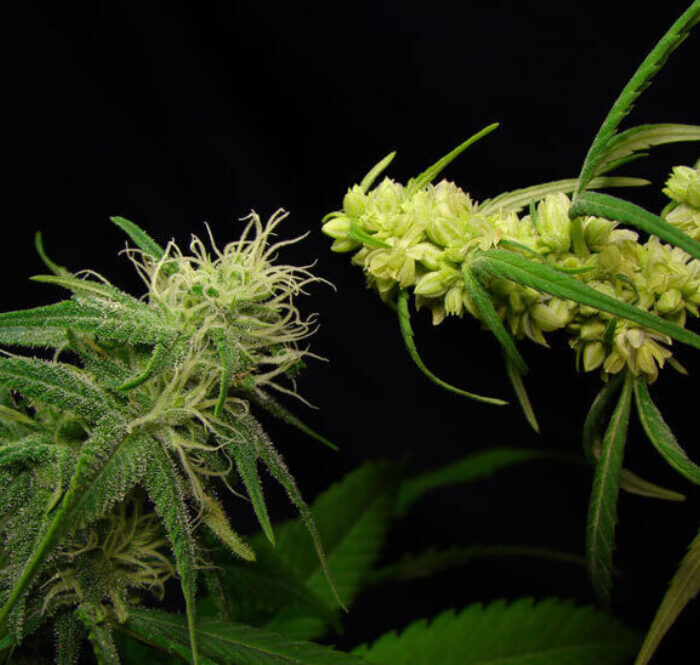 Both faces of desfran male and female cannabis
