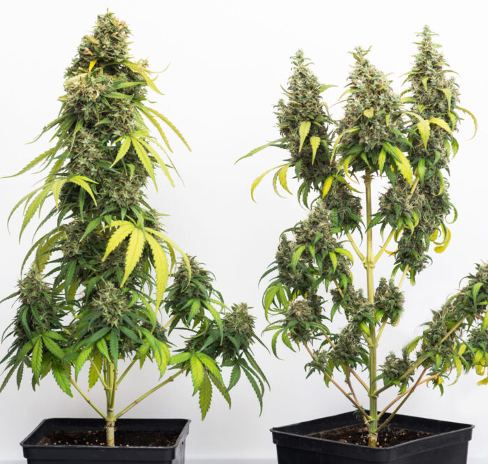 En este artículo intentaremos guiarte de la mejor manera posible para que puedas empezar a cultivar tu propio planta de marihuana.