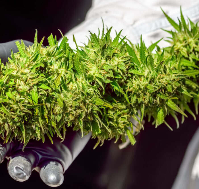 Rendimiento de una planta de cannabis
