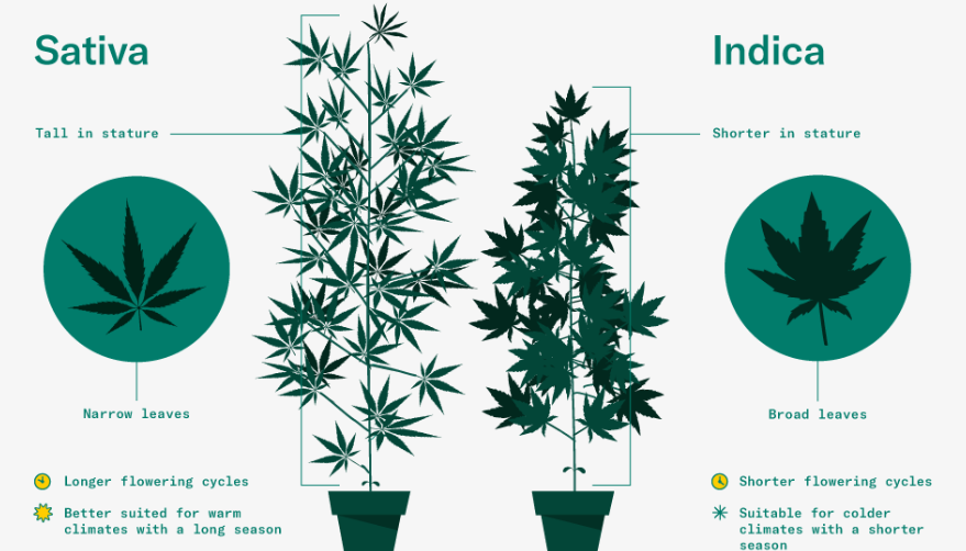 Le foglie della marijuana sono dette palmate o in alternativa definite “a ventaglio”: esse presentano una struttura simmetrica e crescono a coppie, partendo sia dal fusto principale che dalle relative diramazioni.