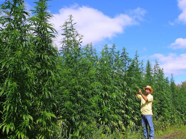 Cannabis sativa, on the other hand, is native to warmer, predominantly tropical areas, which means that it can grow wild in places such as Thailand, Vietnam, Colombia, and parts of Africa.