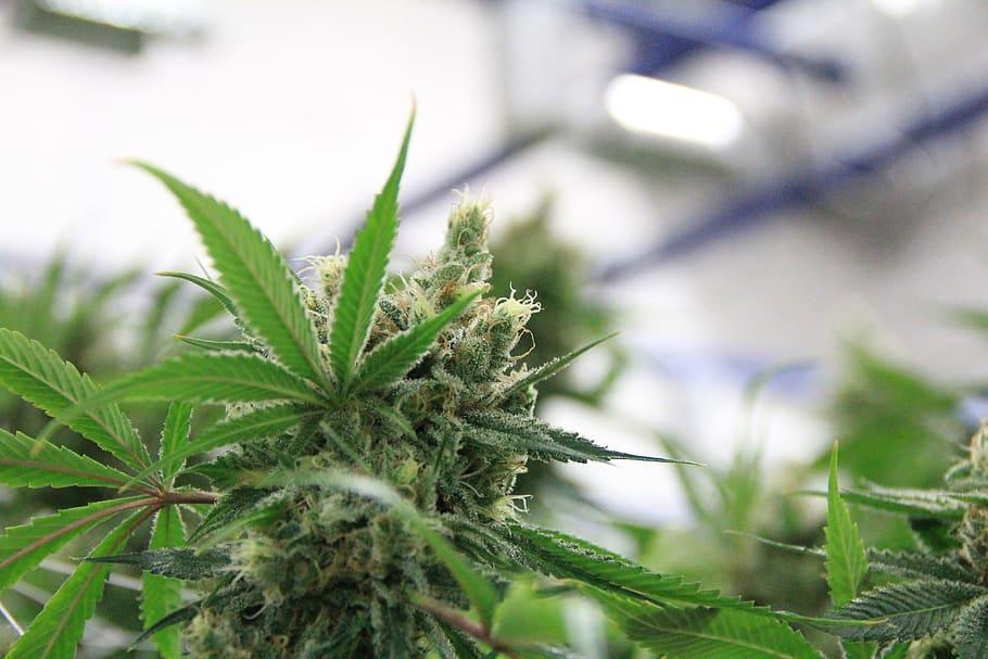 Cultiver le cannabis en intérieur signifie développer des plantes de cannabis dans un environnement fermé et contrôlé.