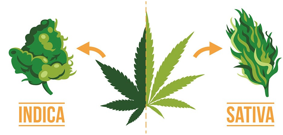 Hay dos variedades principales de marihuana que son las más conocidas y apreciadas hoy en día: la indica y la sativa.