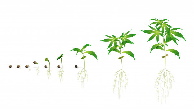 La phase de germination des graines de cannabis est la période pendant laquelle la graine se développe en une plantule.