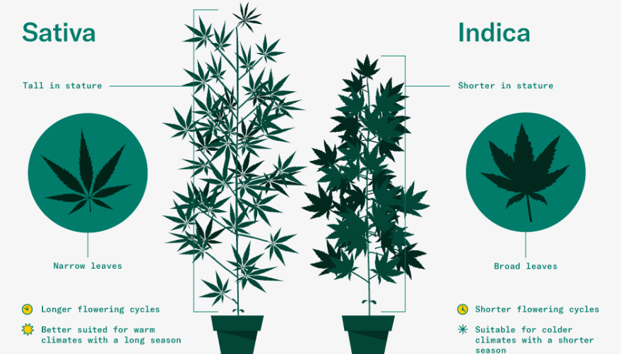 Las hojas de la marihuana se denominan palmeadas o, alternativamente, 'en forma de abanico': tienen una estructura simétrica y crecen por pares, partiendo del tallo principal y sus ramas.