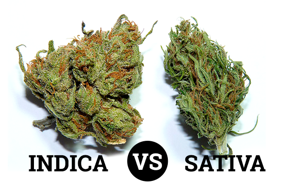 Indica et sativa sont les deux espèces de cannabis les plus connues. Les différences entre eux sont nombreuses, bien que certains préfèrent les considérer comme deux variétés de la même espèce.