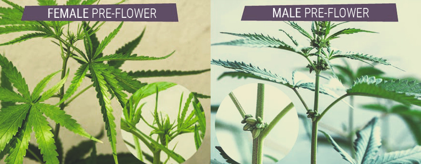 Les plants de cannabis femelles sont le principal intérêt des cultivateurs qui cherchent à remplir leur réserve personnelle.