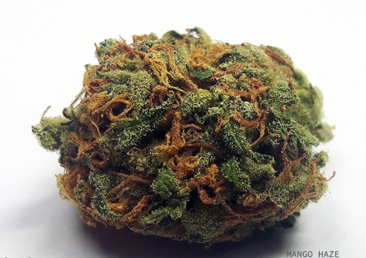Mango Haze cannabis variety is a cornerstone of this strain and, as with all strains originating from generic Haze, it is also sativa-dominant.