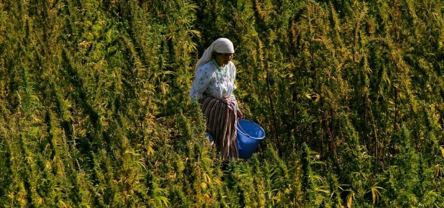Where is cannabis grown?
