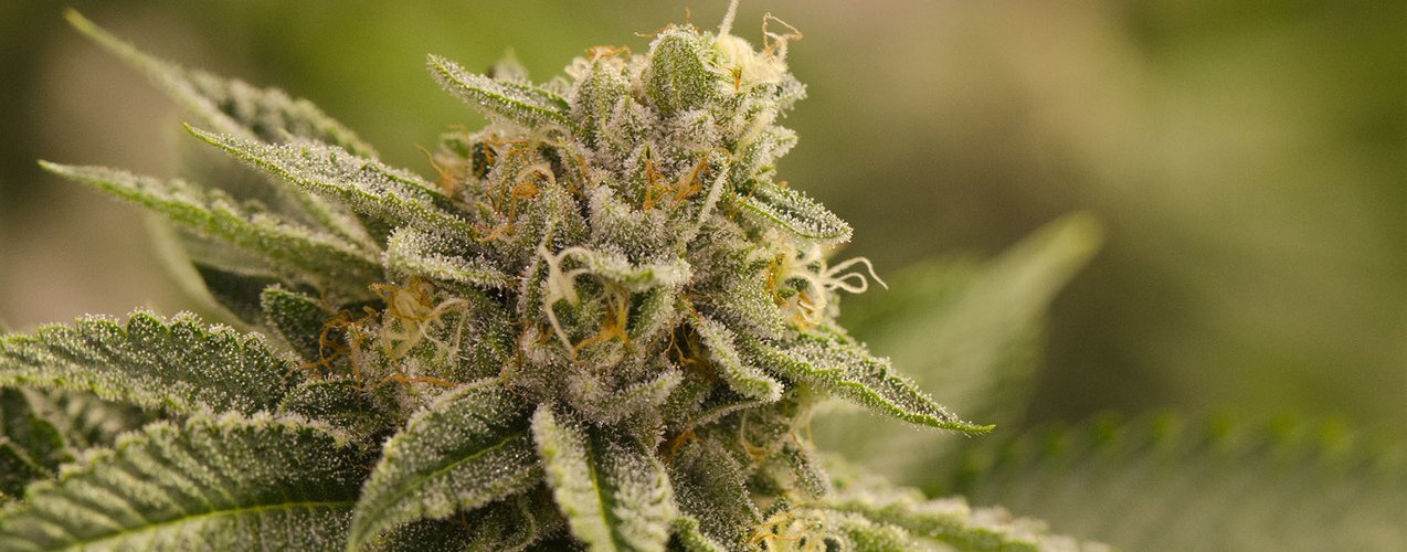 Characteristics and Peculiarities of OG Kush