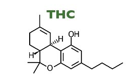 No todos los efectos potenciales del THC son positivos. De hecho, el compuesto suele tener algunos efectos secundarios. Los efectos secundarios inmediatos incluyen sequedad de boca, ojos rojos y somnolencia.