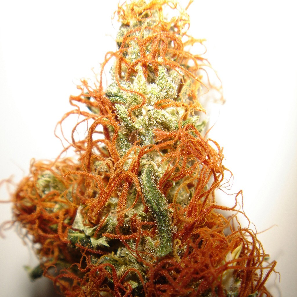La variété de marijuana Orange Bud existe depuis des décennies. Créée dans les années 80 par Dutch Passion, avant l'avènement de nombreuses génétiques modernes raffinées, elle est le meilleur choix si vous voulez le goût authentique d'une Skunk exceptionnelle.