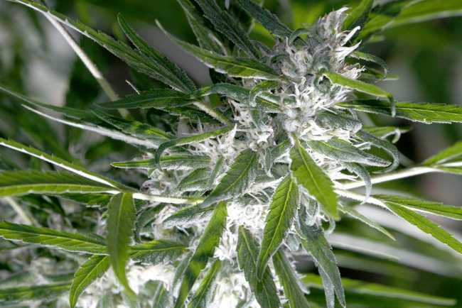 What Exactly Are Cannabis Trichomes?