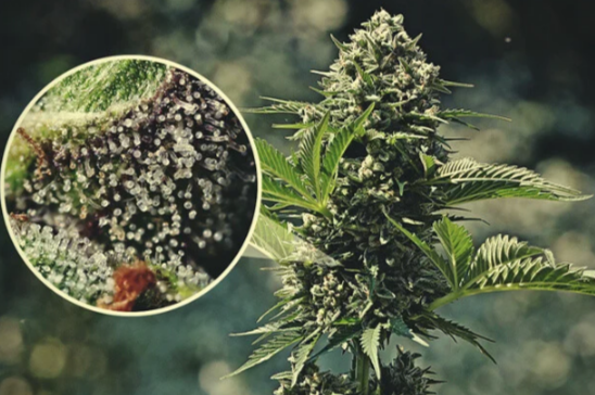 What Exactly Are Cannabis Trichomes?
